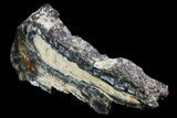 Mammoth Molar Slice With Case - South Carolina #67746-3